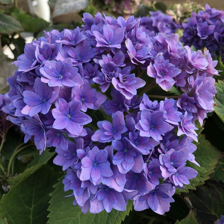 Close-up of Starfield Hydrangea blue flowers showing star-like petals