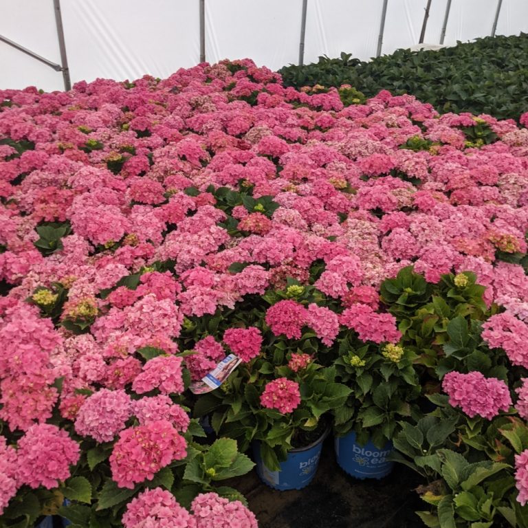 Pollinator visiting Starfield Hydrangea bloom in garden setting