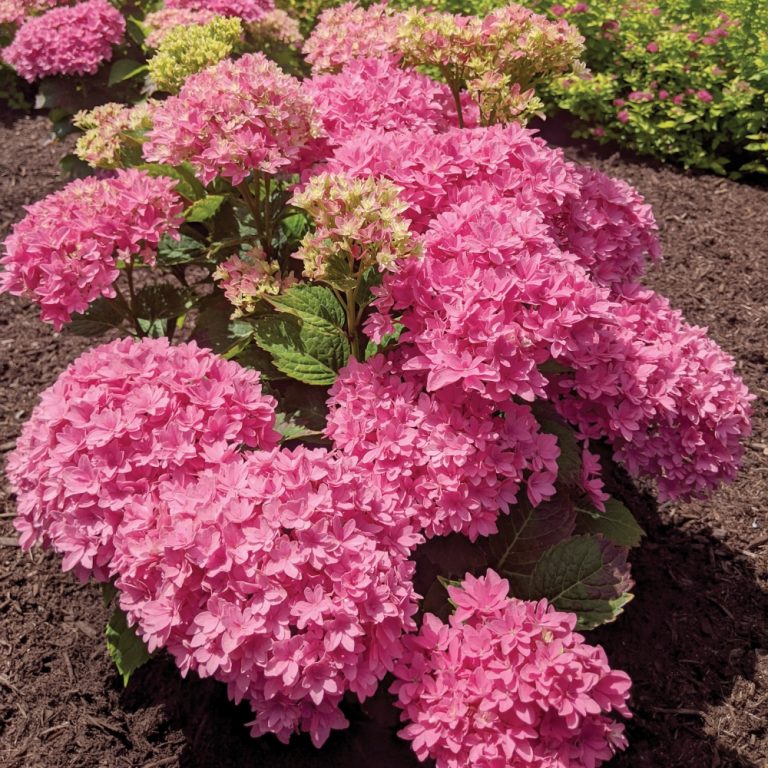 Pollinator visiting Starfield Hydrangea bloom in garden setting