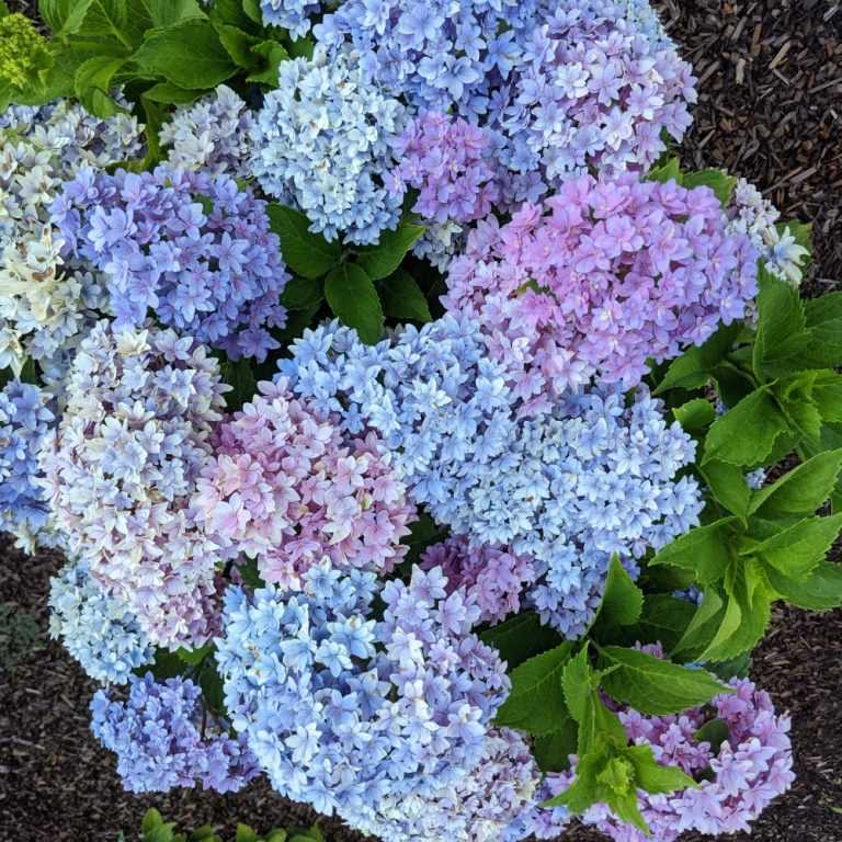 Compact hydrangea shrub in garden bed, blooming in late summer