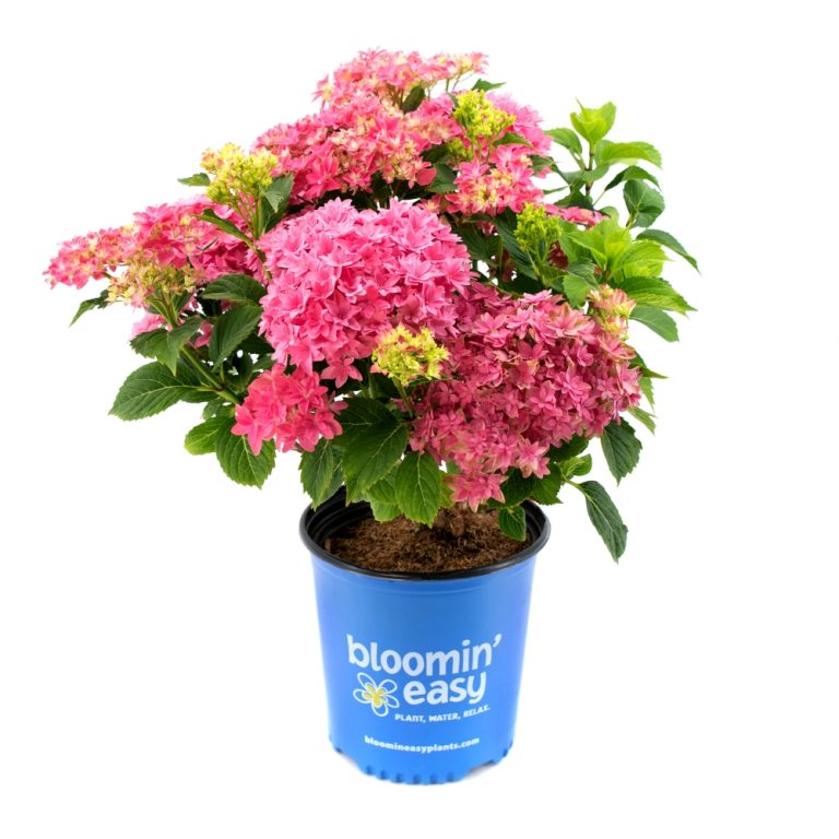 Starfield Reblooming Hydrangea in full bloom with pink star-shaped flowers