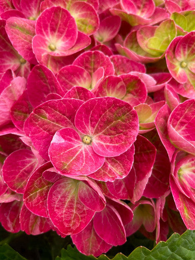 Tilt-A-Swirl® Bigleaf Hydrangea