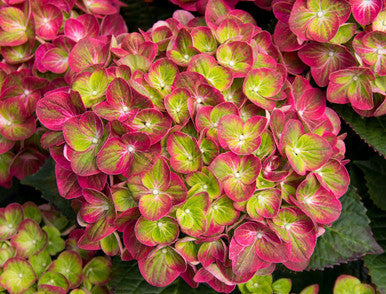 Tilt-A-Swirl® Bigleaf Hydrangea