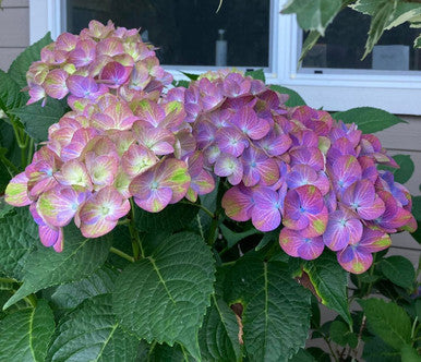 Tilt-A-Swirl® Bigleaf Hydrangea