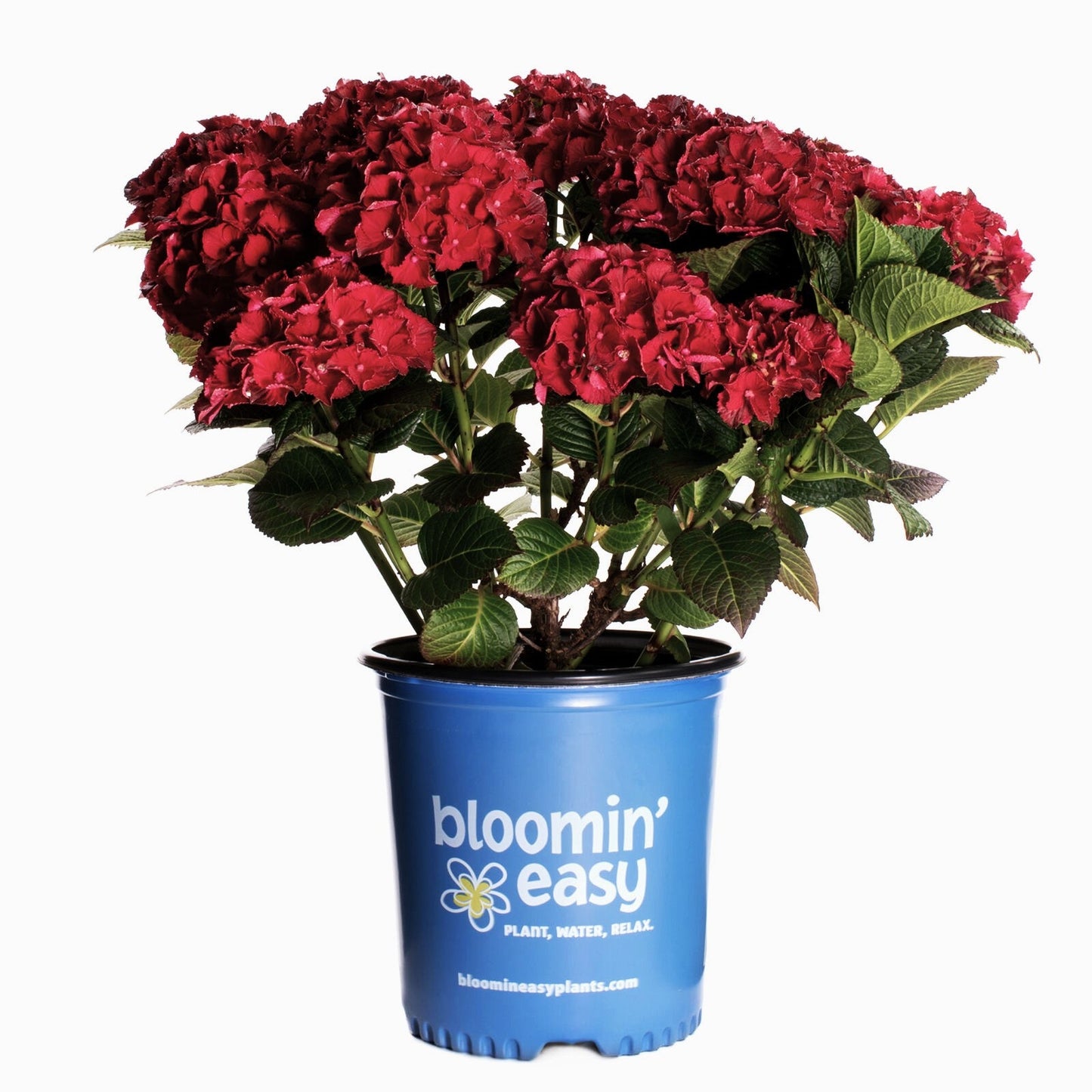 Cherry-Go-Round™ Red Hydrangea | Hydrangea macrophylla 'HOKOMABURLAC'