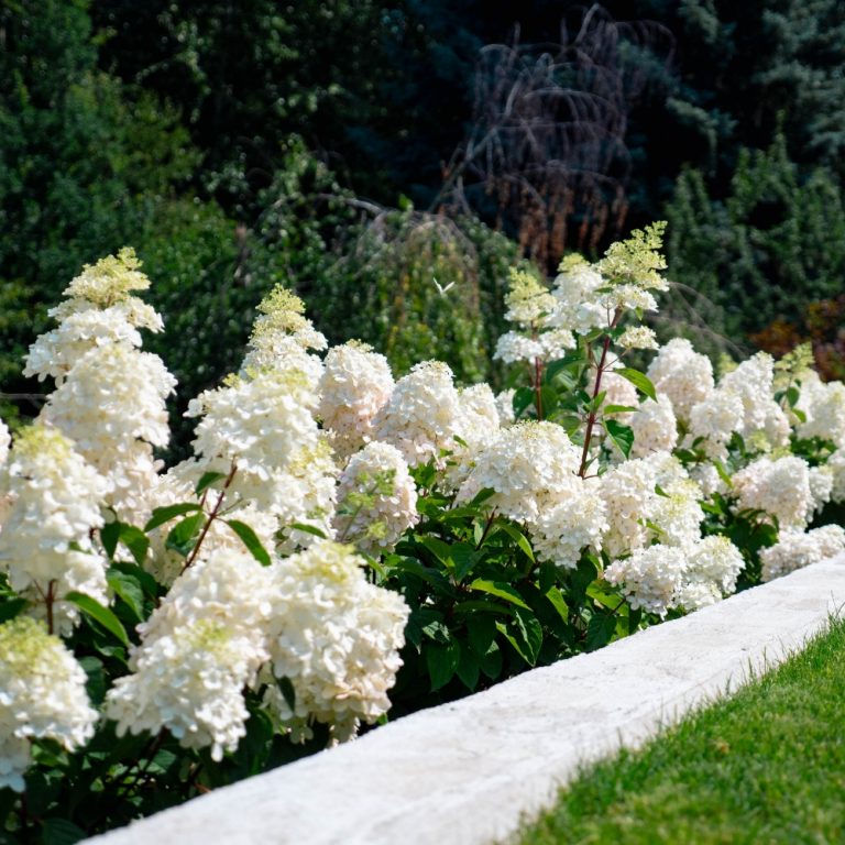 Bouncy™ Hardy Hydrangea – Bloomin’ Easy® Collection – Compact Panicle Blooms – Free Shipping