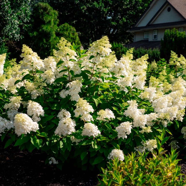 Bouncy™ Hardy Hydrangea – Bloomin’ Easy® Collection – Compact Panicle Blooms – Free Shipping