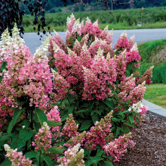 Candelabra® Hardy Hydrangea | Bloomin’ Easy® Collection