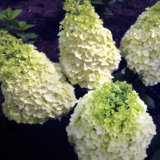 Moonrock® Hardy Hydrangea – Bloomin’ Easy® Collection – Available in 1 & 2 Gallon Sizes – Free Shipping