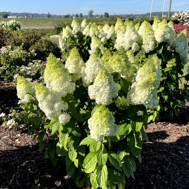 Moonrock® Hydrangea | Hardy Panicle Shrub – Free Shipping
