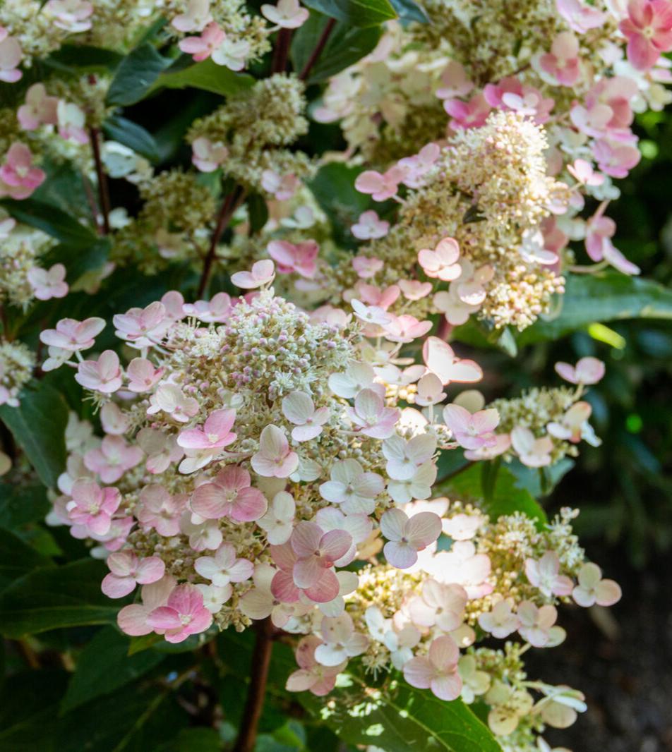 Torch™ Hardy Hydrangea | Panicle Hydrangea Shrub