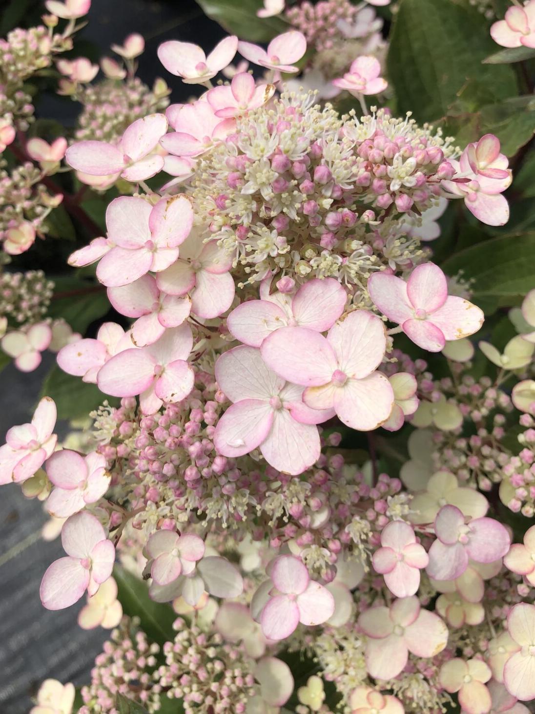 Torch™ Hardy Hydrangea | Panicle Hydrangea Shrub