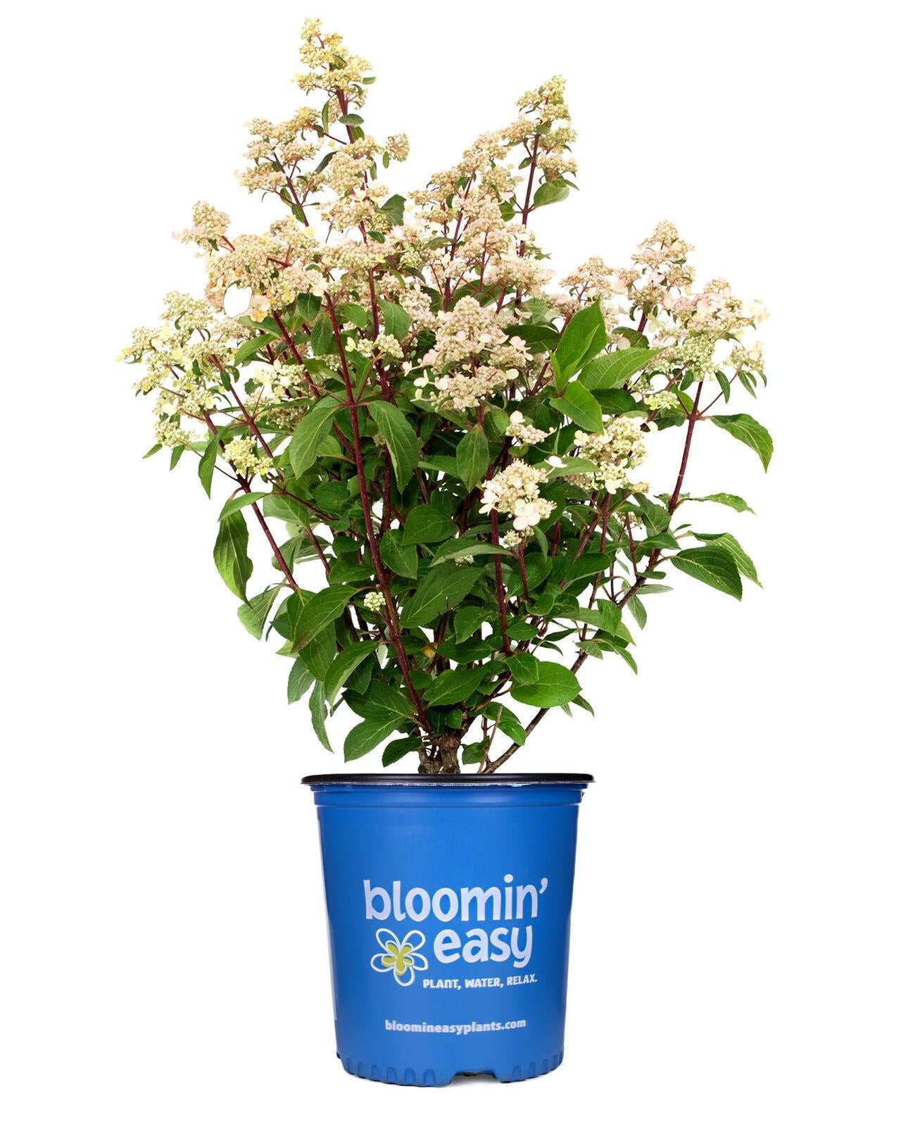Torch™ Hardy Hydrangea | Panicle Hydrangea Shrub