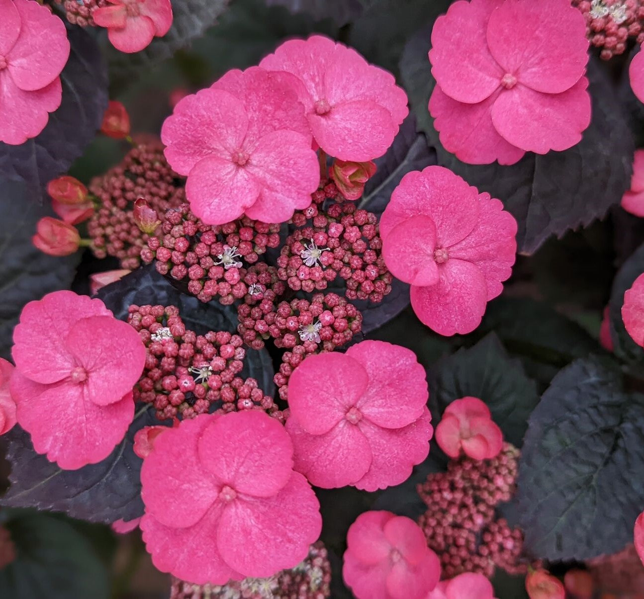 Pink Dynamo™ Mountain Hydrangea