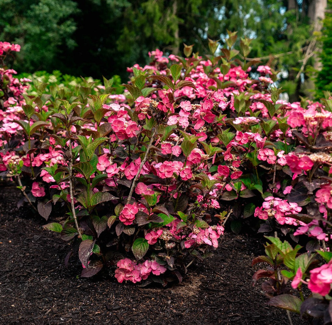 Pink Dynamo™ Mountain Hydrangea