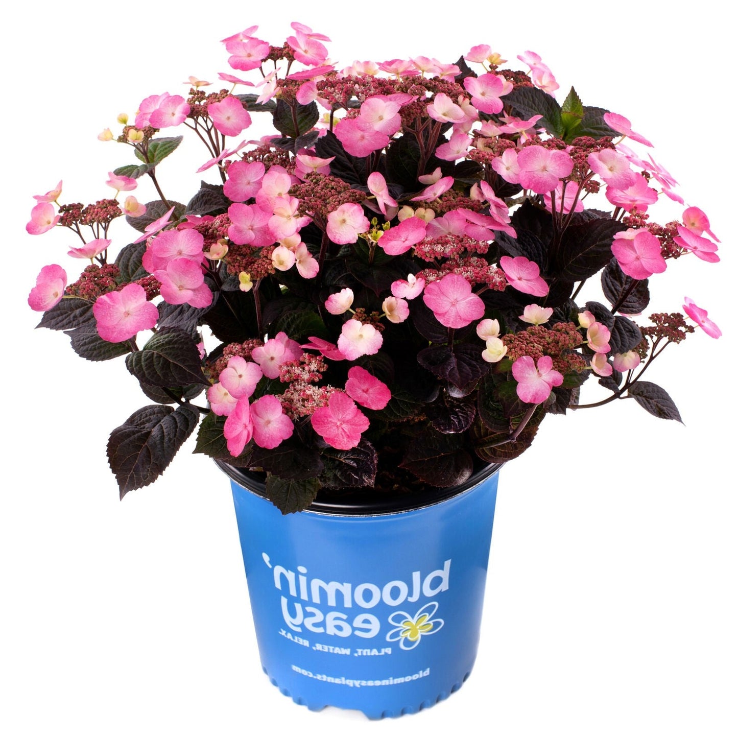 Pink Dynamo™ Mountain Hydrangea