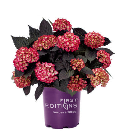Eclipse ® Bigleaf Hydrangea
