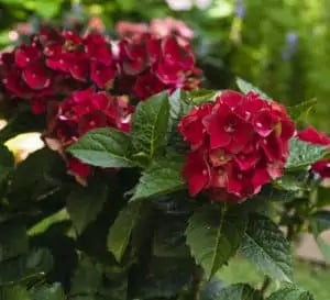 Heart Throb® Hydrangea