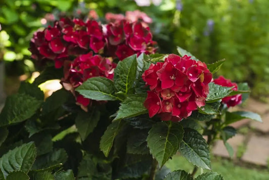 Heart Throb® Hydrangea