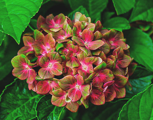 Pistachio Hydrangea | Hydrangea macrophylla 'Horwack'