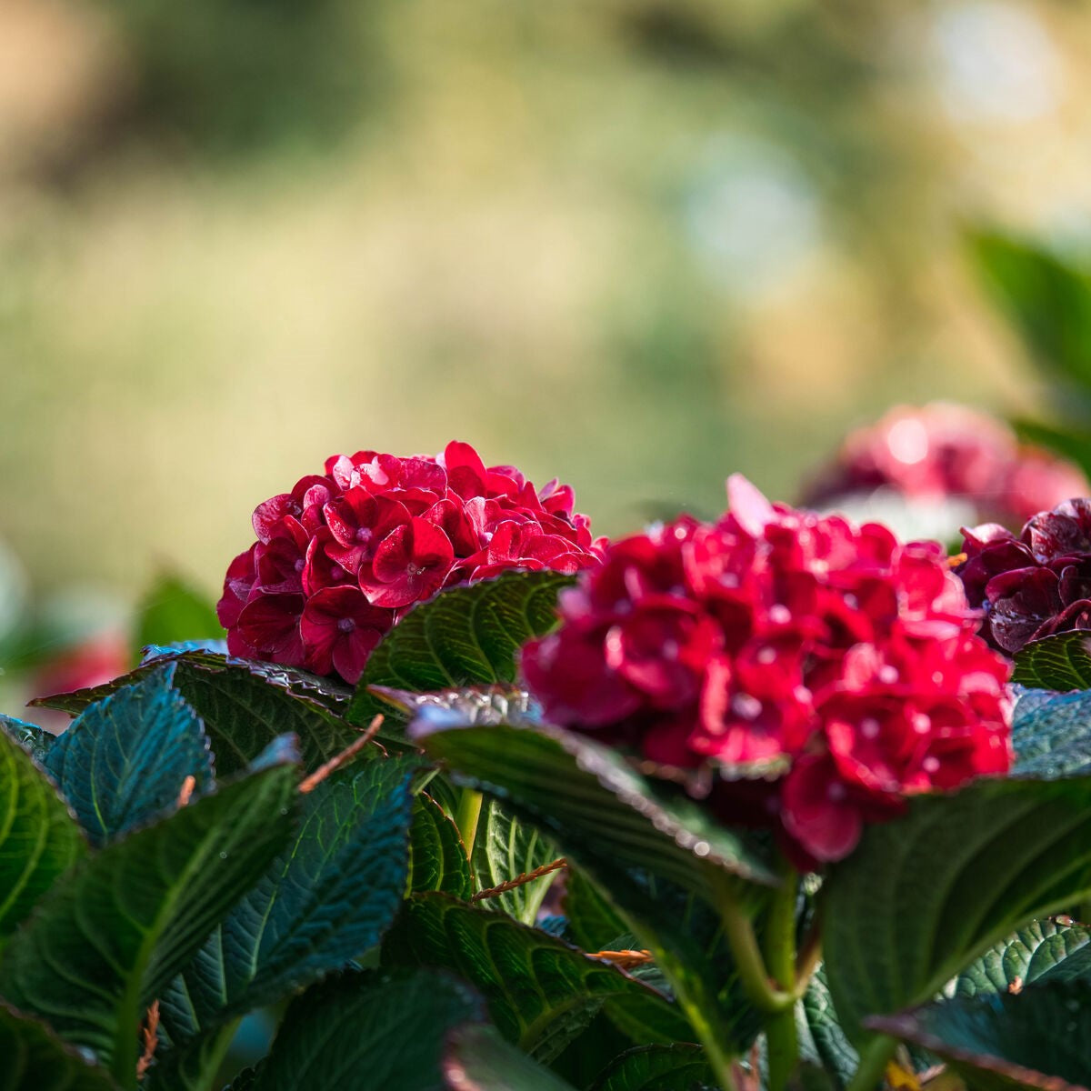 Cherry-Go-Round™ Red Hydrangea | Hydrangea macrophylla 'HOKOMABURLAC'