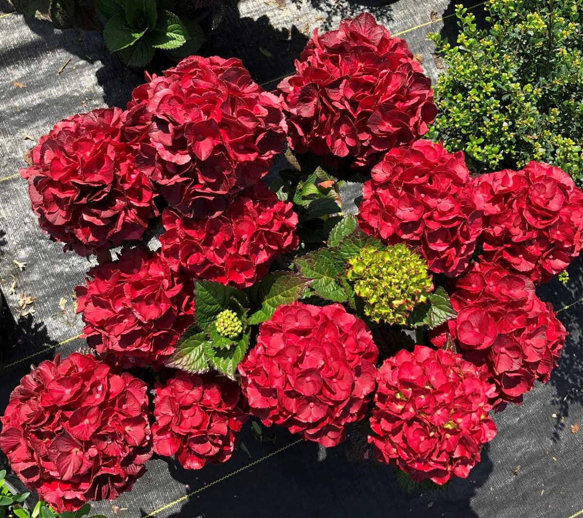 Cherry-Go-Round™ Red Hydrangea | Hydrangea macrophylla 'HOKOMABURLAC'