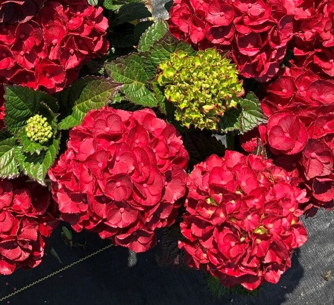 Cherry-Go-Round™ Red Hydrangea | Hydrangea macrophylla 'HOKOMABURLAC'