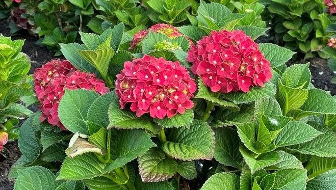 Cherry-Go-Round™ Red Hydrangea | Hydrangea macrophylla 'HOKOMABURLAC'