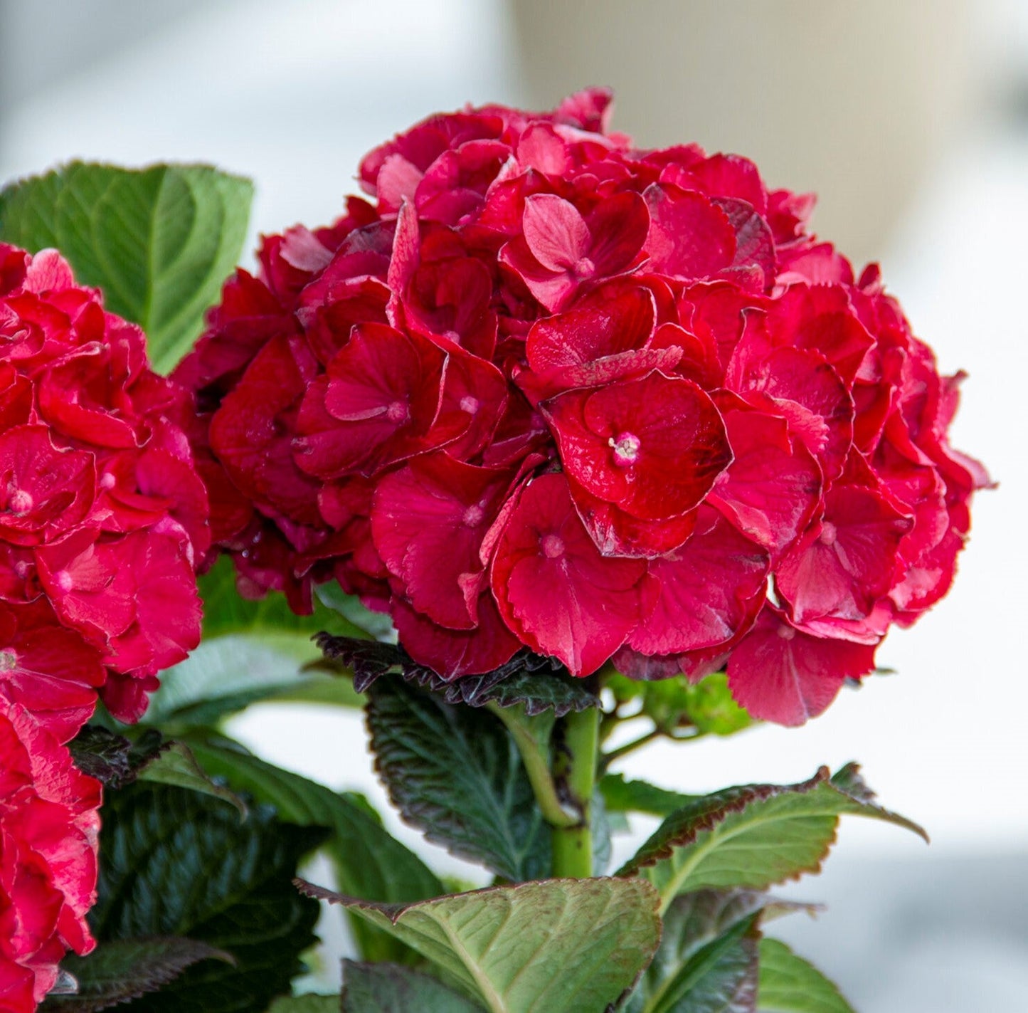 Cherry-Go-Round™ Red Hydrangea | Hydrangea macrophylla 'HOKOMABURLAC'