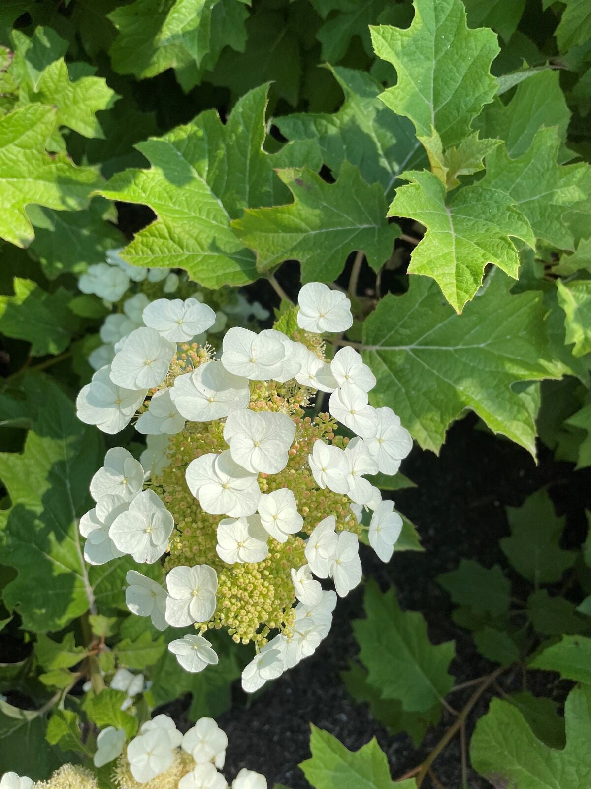 Toy Soldier™ Oakleaf Hydrangea
