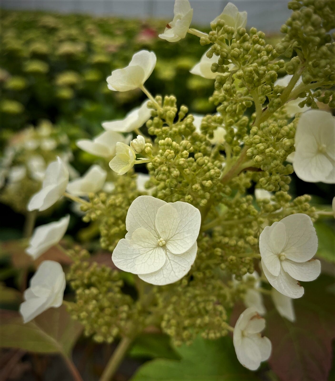 Toy Soldier™ Oakleaf Hydrangea