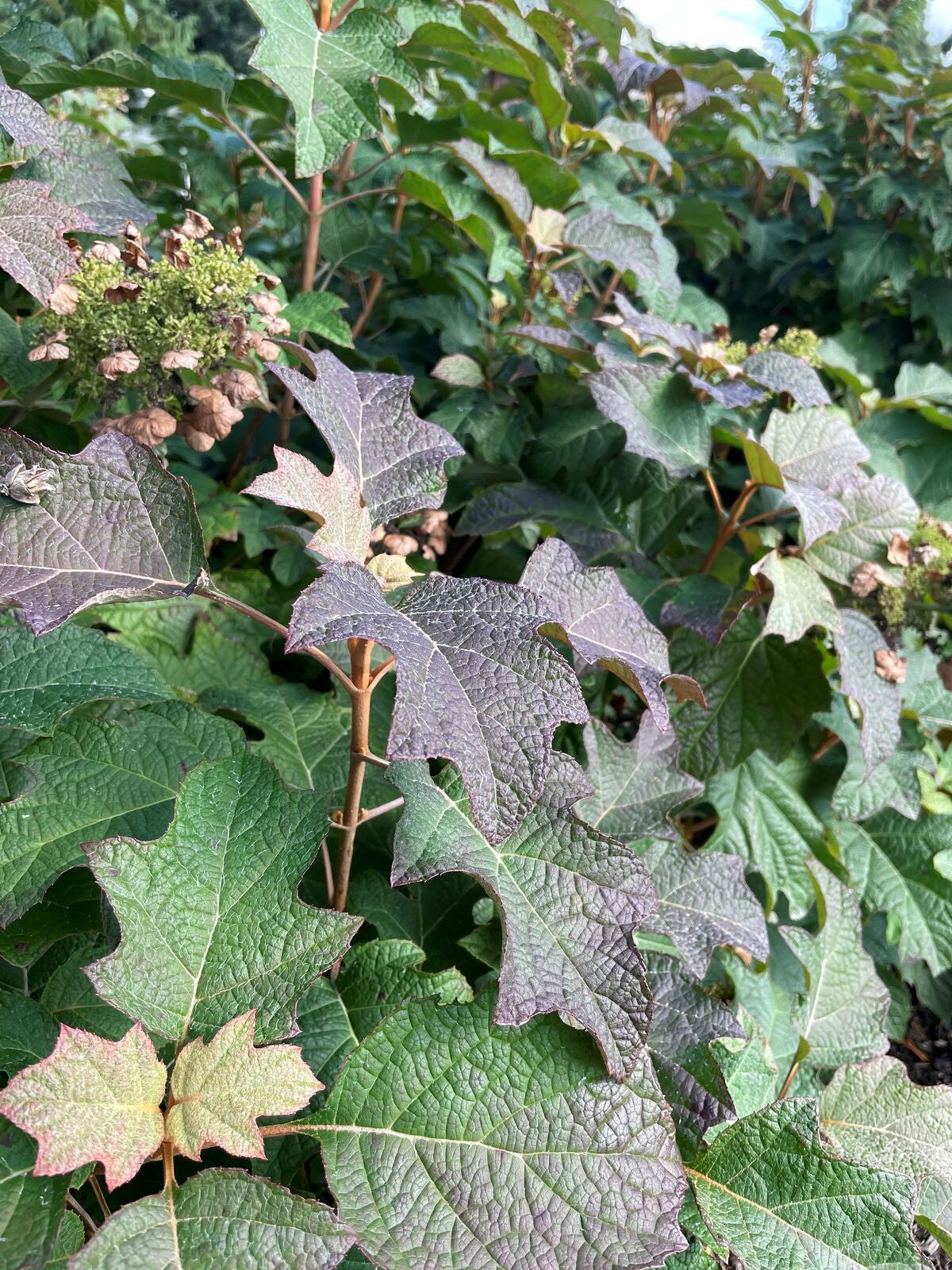 Toy Soldier™ Oakleaf Hydrangea