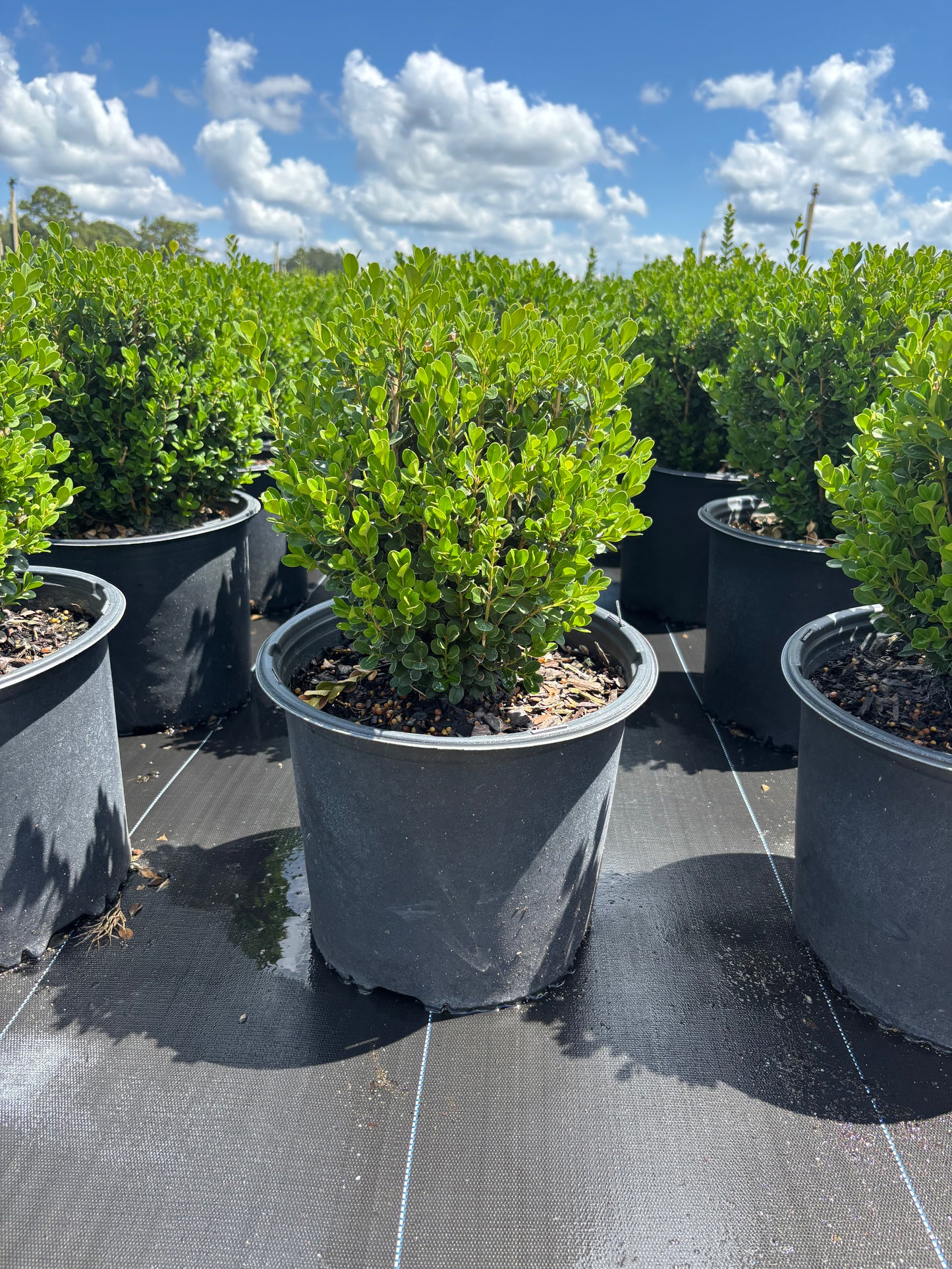Winter Rocket Boxwood | Fast-Growing Upright Evergreen Shrub