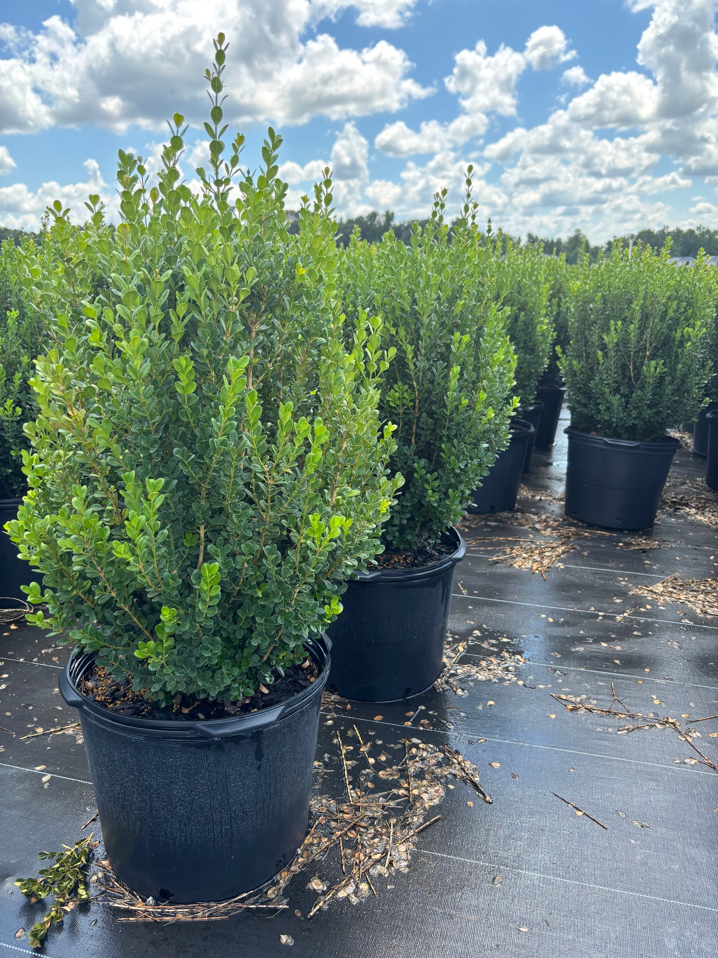 Winter Rocket Boxwood | Fast-Growing Upright Evergreen Shrub