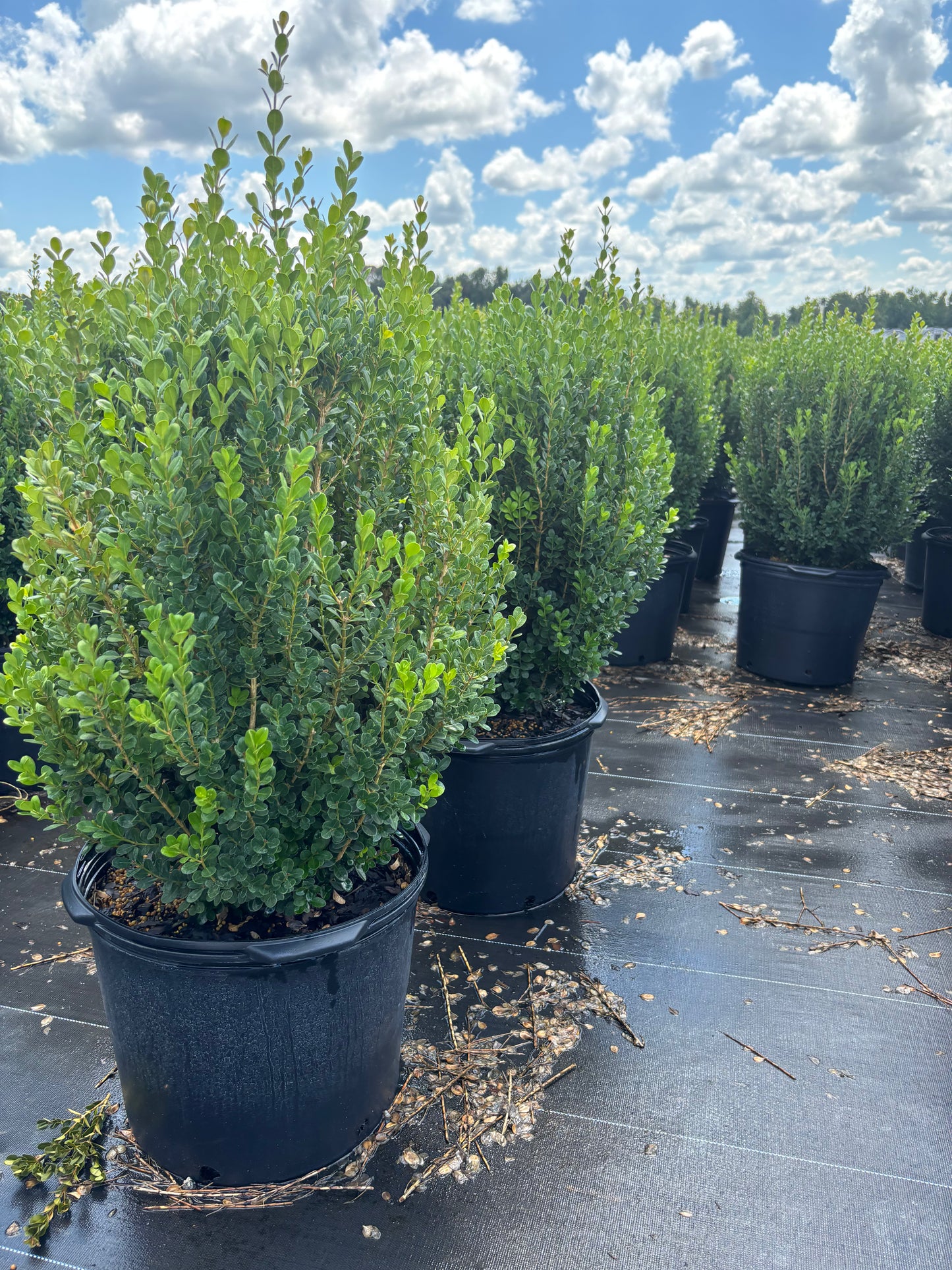 Winter Rocket Boxwood | Fast-Growing Upright Evergreen Shrub