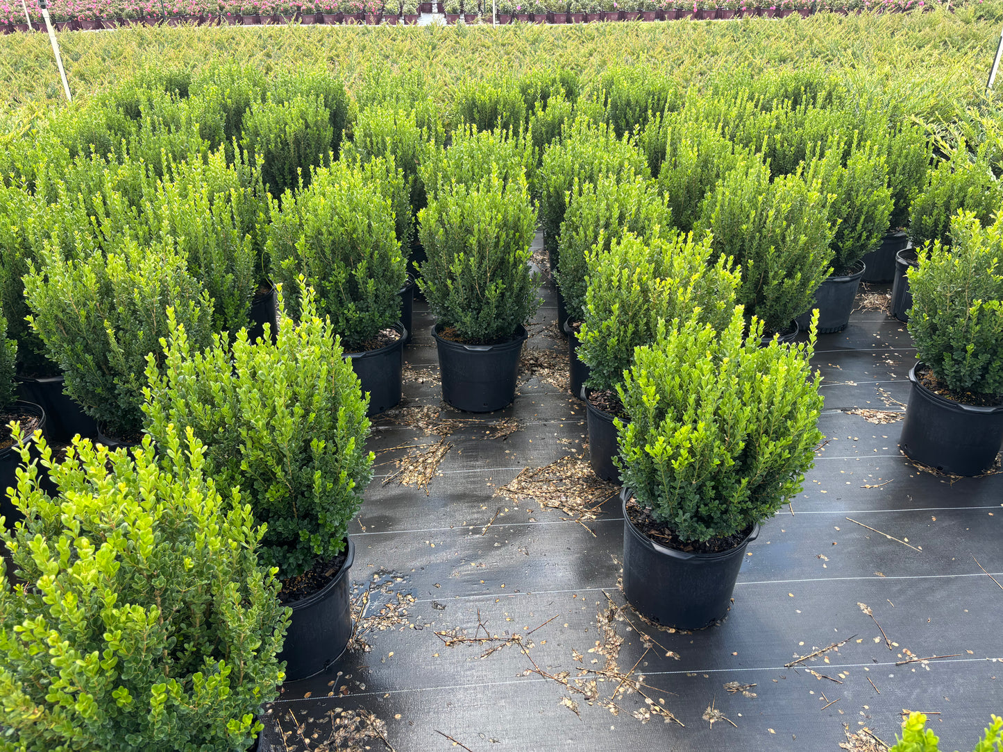 Winter Rocket Boxwood | Fast-Growing Upright Evergreen Shrub