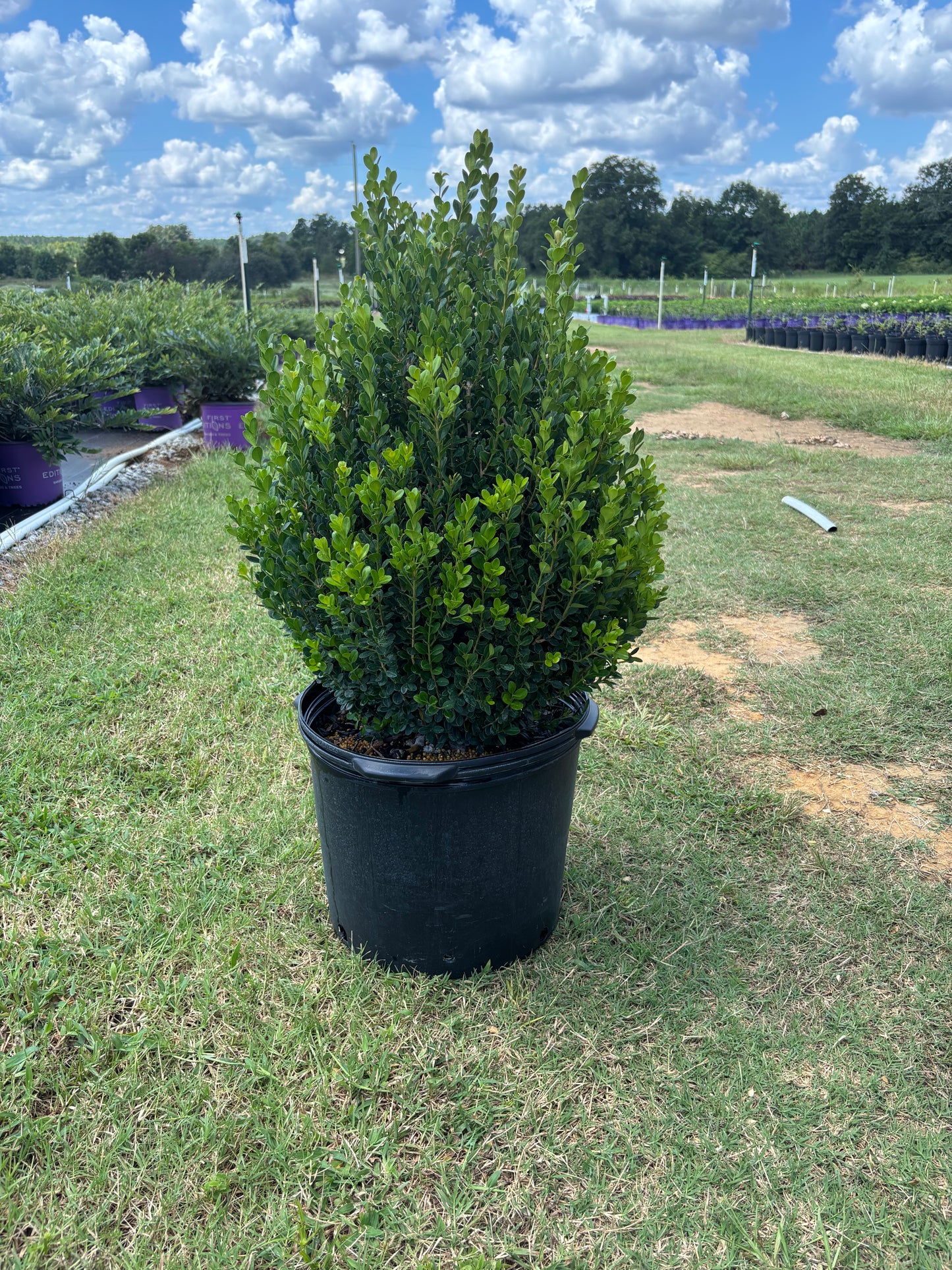 Winter Rocket Boxwood | Fast-Growing Upright Evergreen Shrub