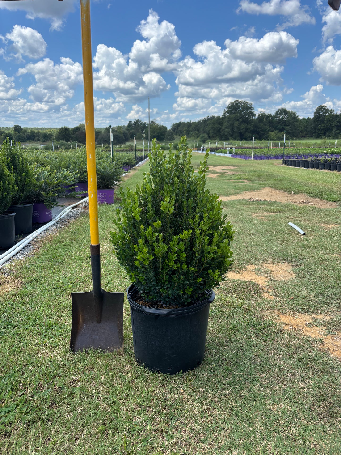Winter Rocket Boxwood | Fast-Growing Upright Evergreen Shrub