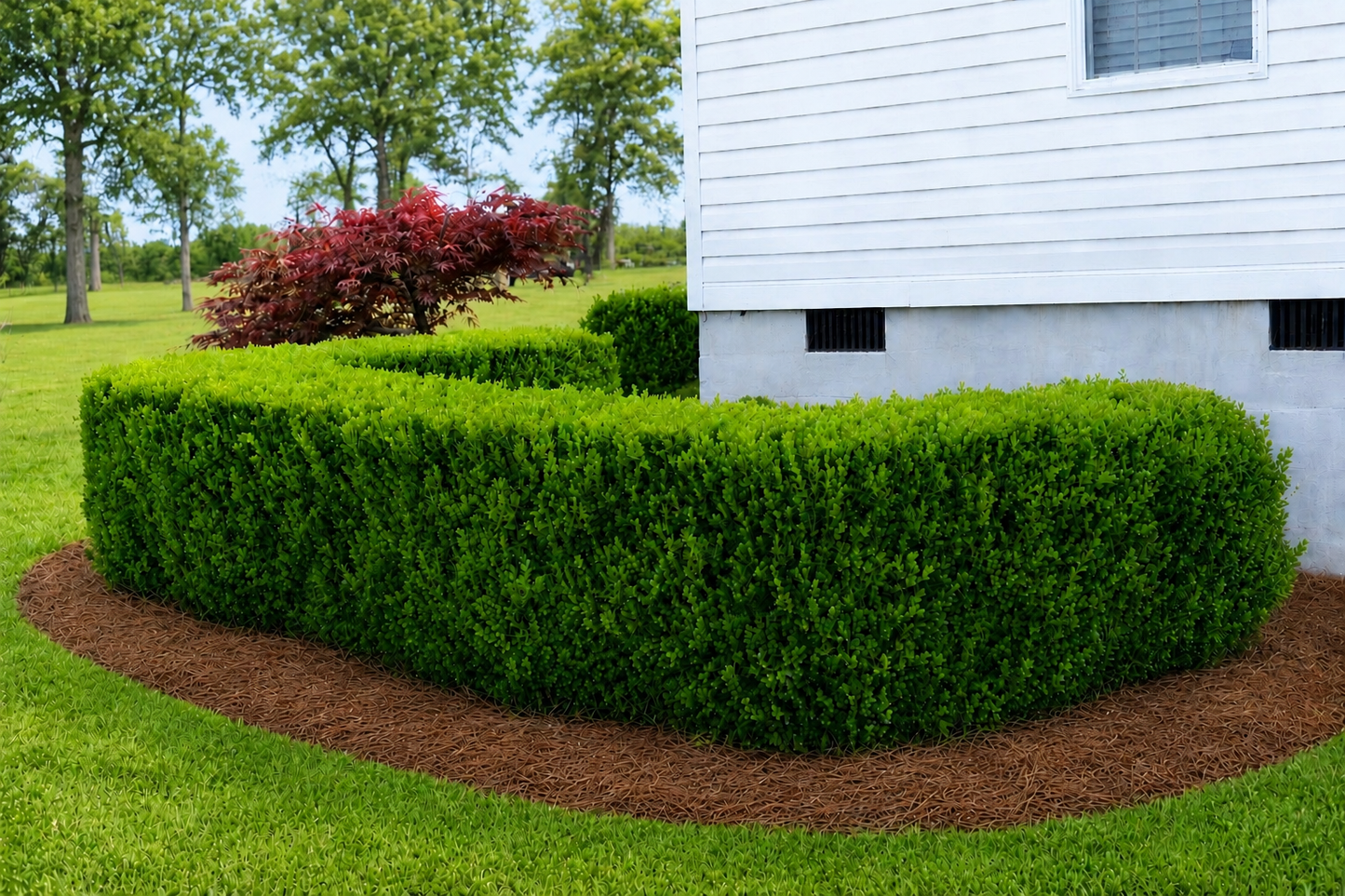 Winter Rocket Boxwood | Fast-Growing Upright Evergreen Shrub