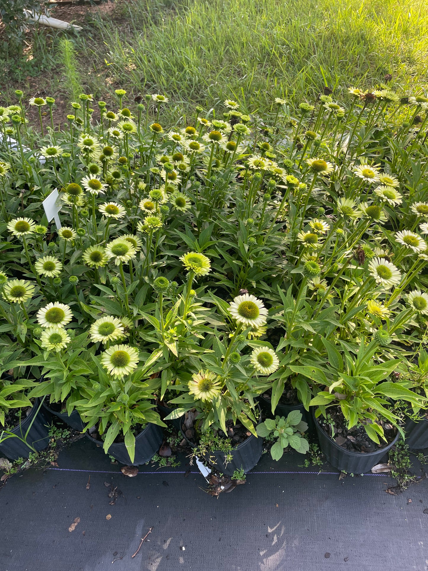Green Jewel Coneflower | Echinacea purpurea ‘Green Jewel’