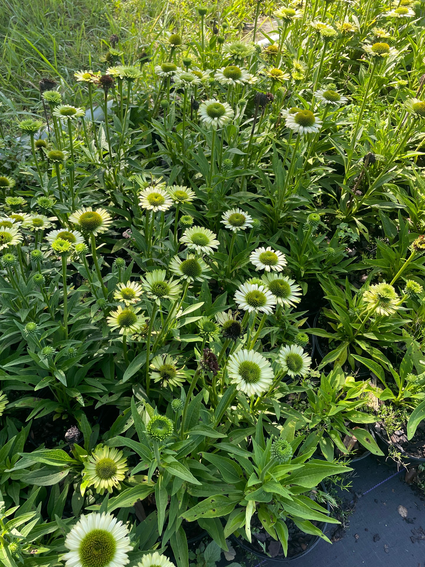 Green Jewel Coneflower | Echinacea purpurea ‘Green Jewel’