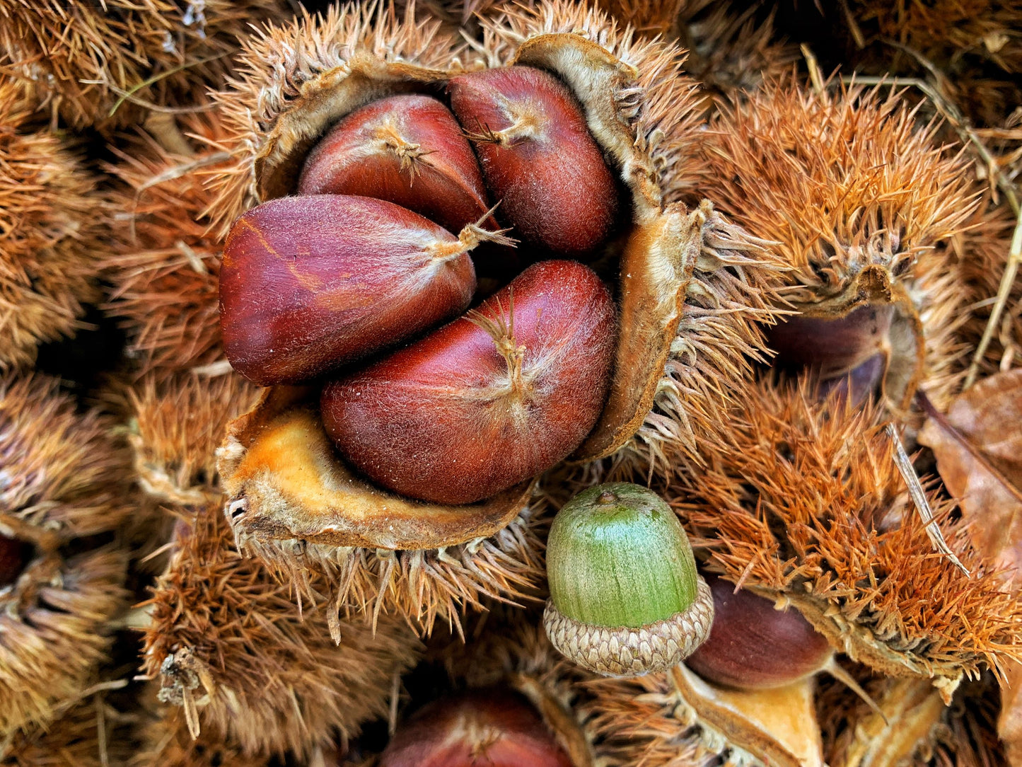 Hybrid Chestnut Seeds | Fast-Growing, Blight-Resistant Trees
