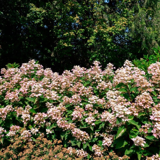 Torch™ Hardy Hydrangea – Compact, Cold-Hardy Blooms All Summer Hydrangea paniculata
