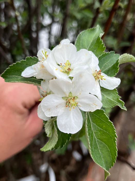 Freedom Apple Tree | Malus domestica 'Freedom'