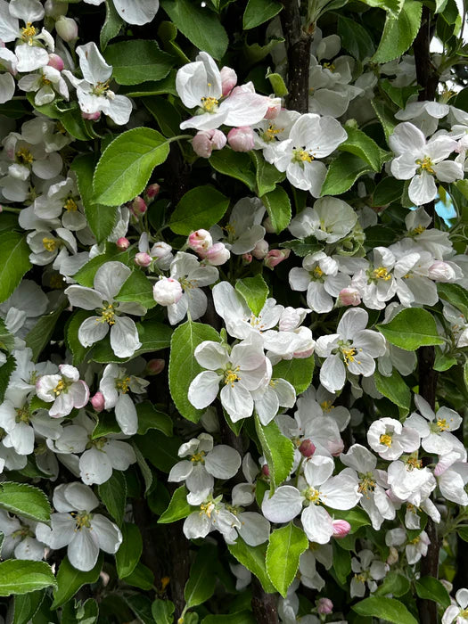 Freedom Apple Tree | Malus domestica 'Freedom'