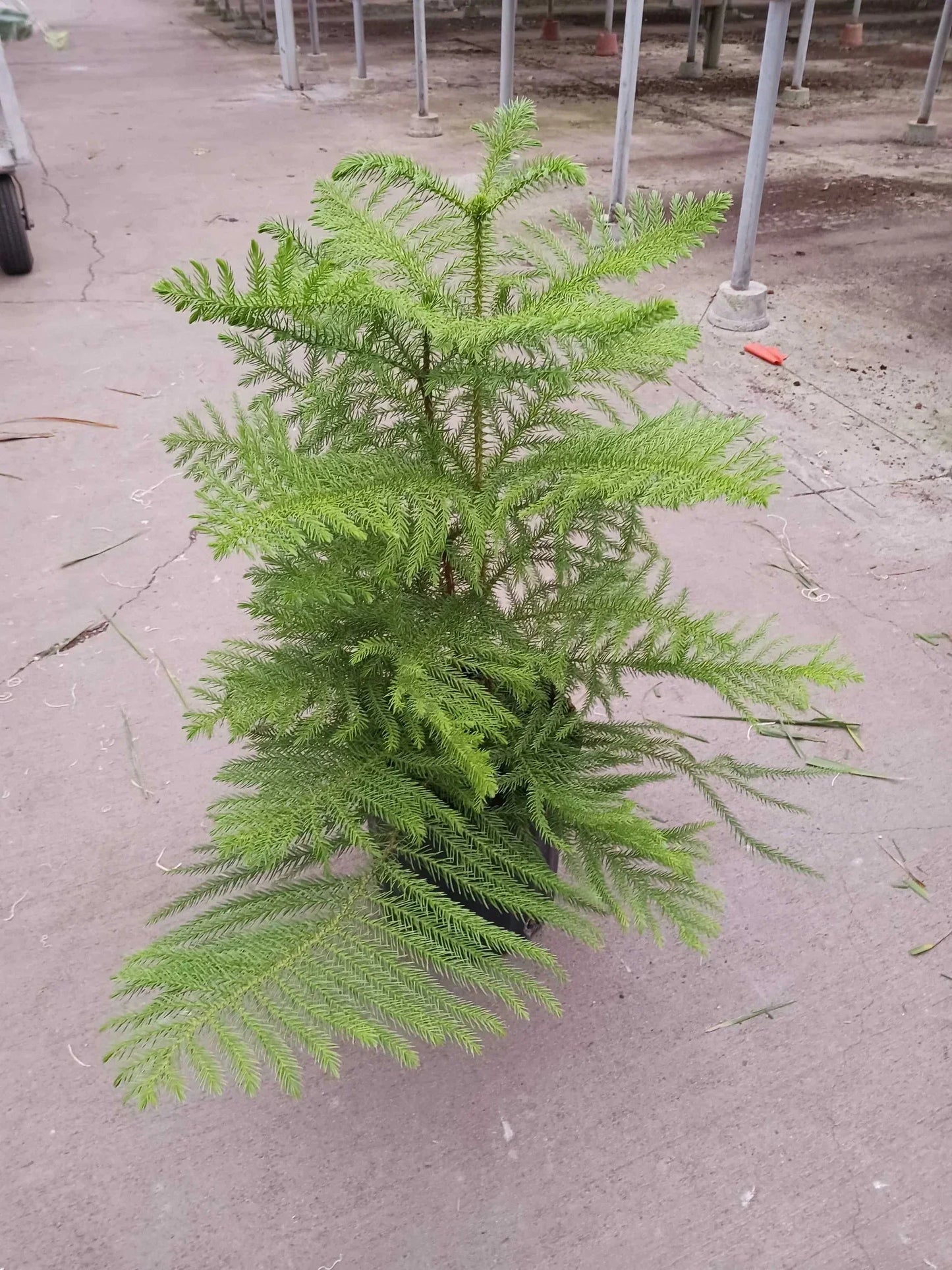 Norfolk Island Pine