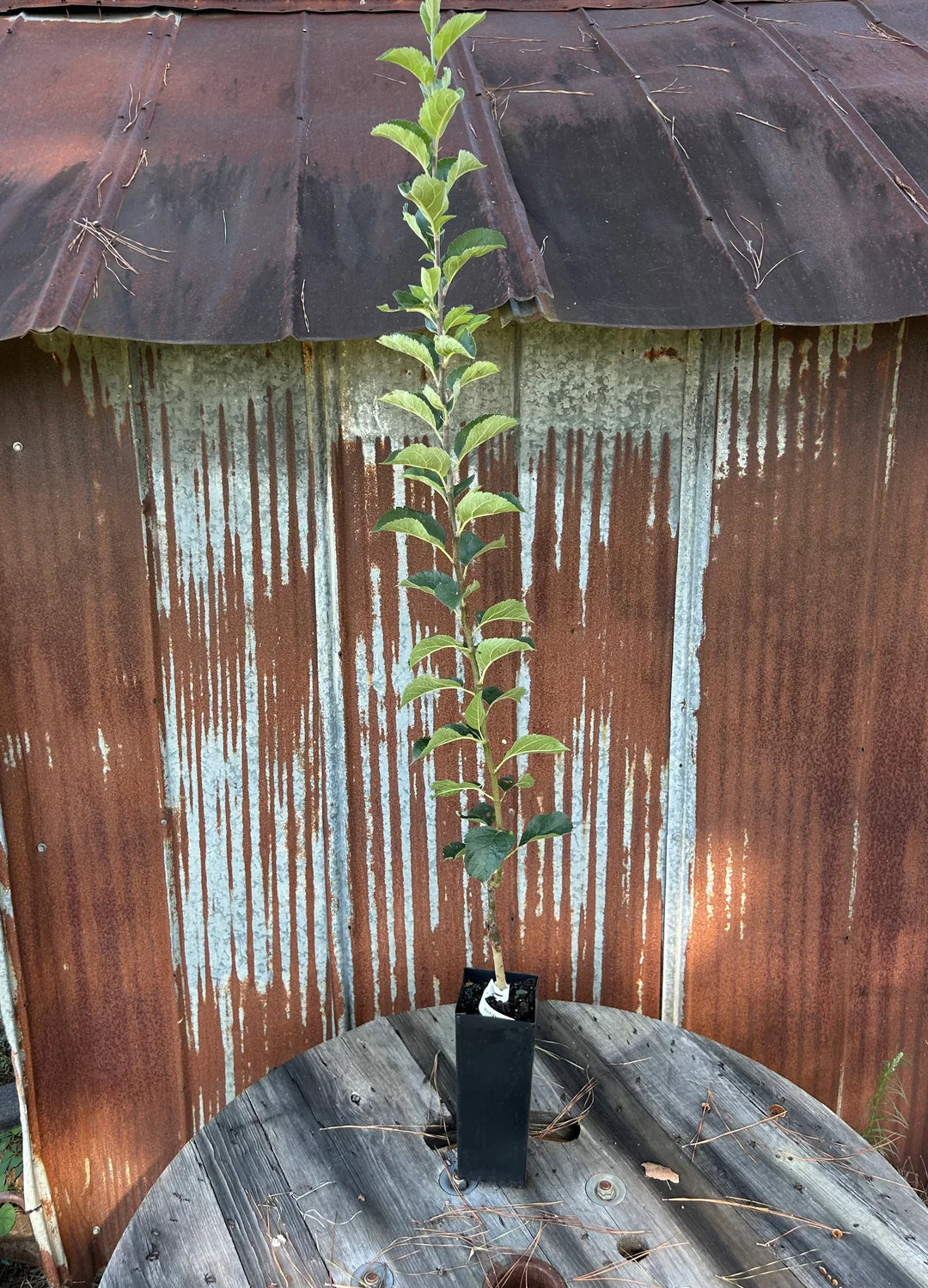 Arkansas Black Apple Tree | Malus domestica