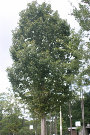 Swamp Chestnut Oak | Quercus michauxii