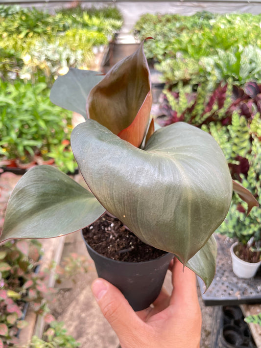 Philodendron Red Heart | Red Foliage Tropical Plant | House Plant Shop