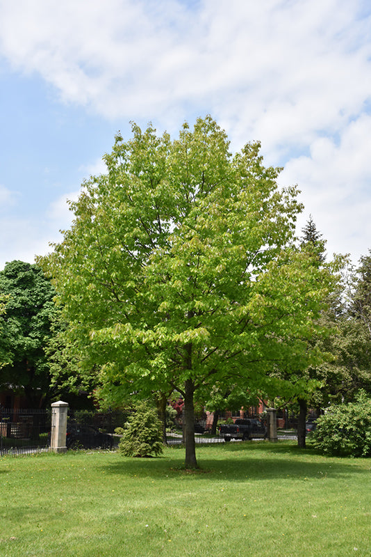 Northern Red Oak Seedlings | Quercus rubra